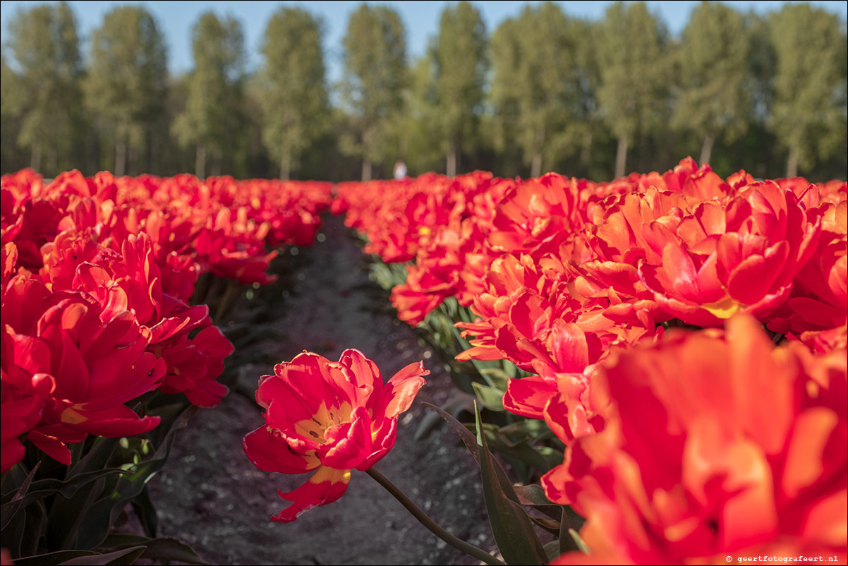 tulpen