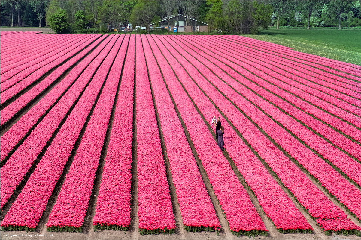 tulpen