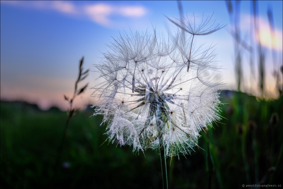 paardebloem pluis