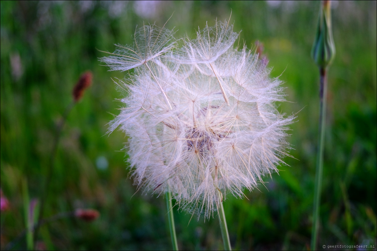 paardebloem pluis