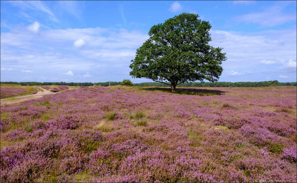 Bussumerheide