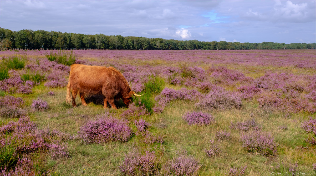 Westerheide