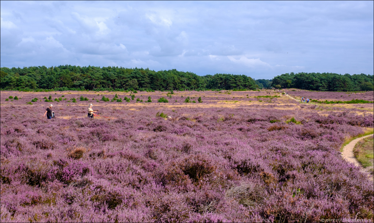 Westerheide