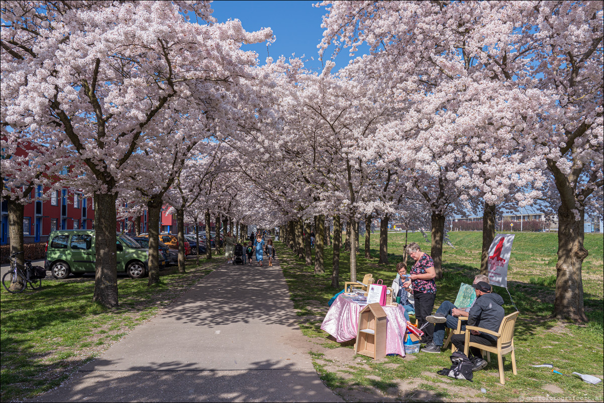 Almere Kersenbloesemfeest Terracottastraat Lente