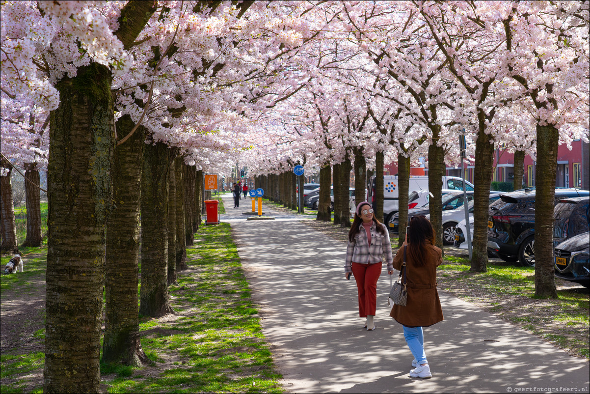 Almere Kersenbloesemfeest Terracottastraat Lente