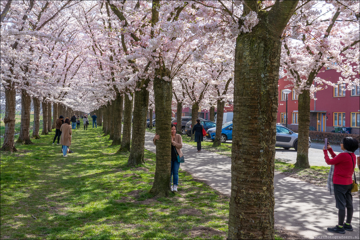 Almere Kersenbloesemfeest Terracottastraat Lente