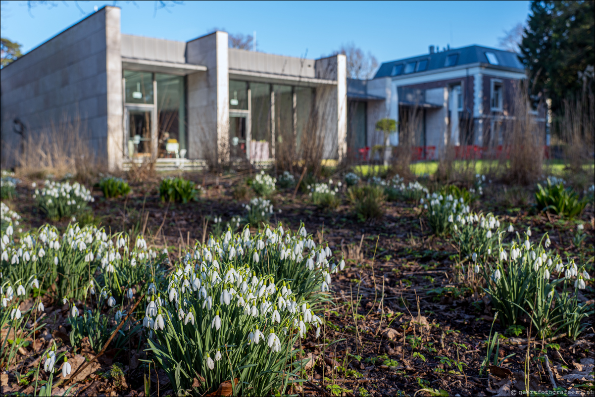 lente sneeuwklokjes