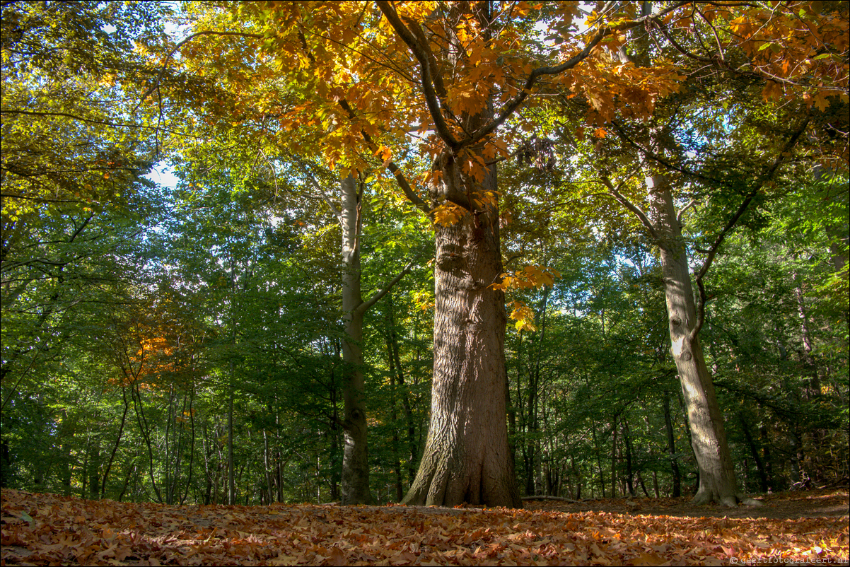 herfst in Spanderswoud