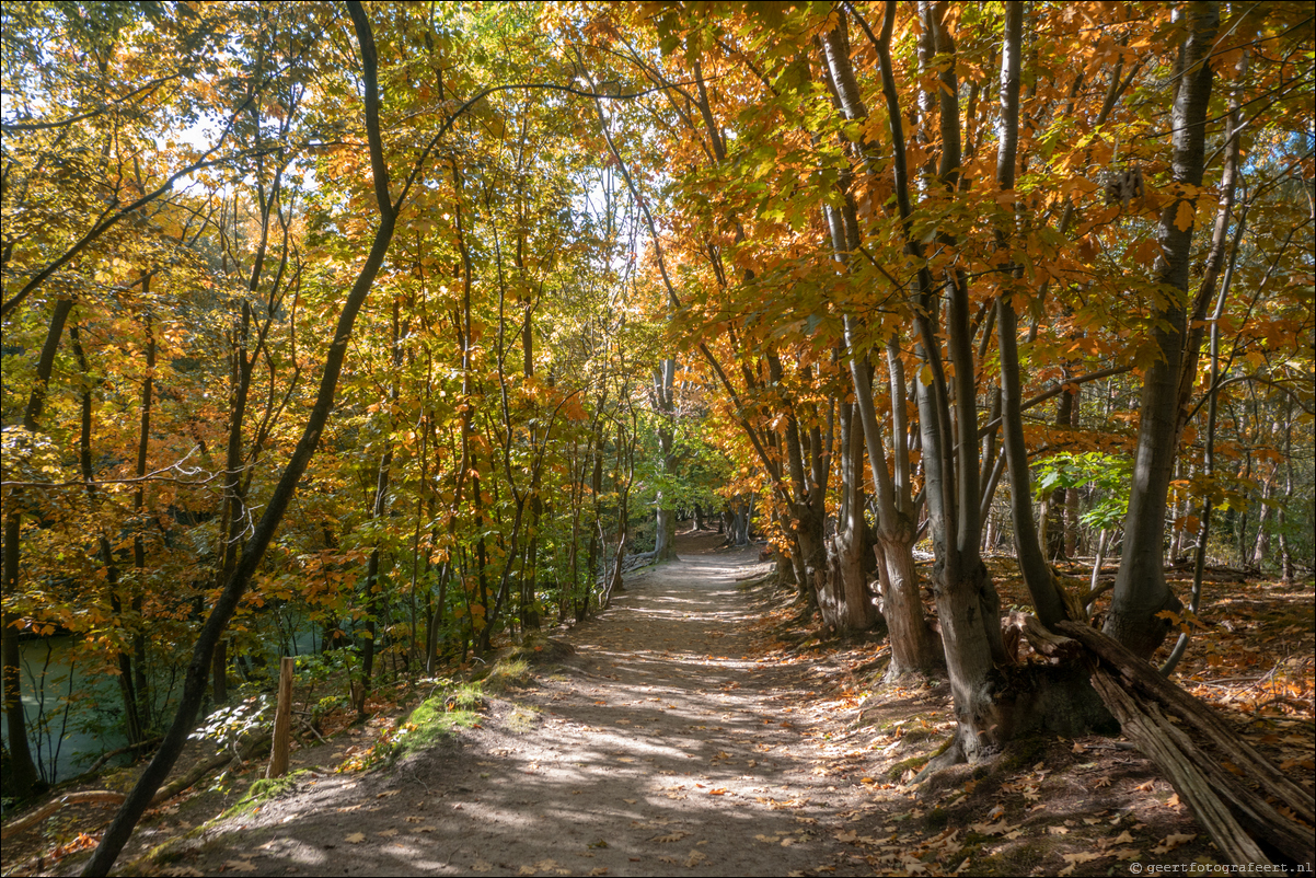 herfst in Spanderswoud