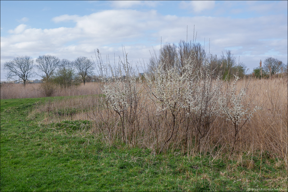 Bussumerheide en de Westerheide