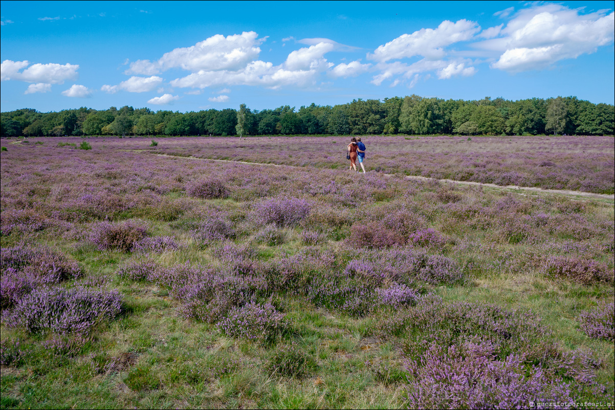 Bussumerheide en de Westerheide