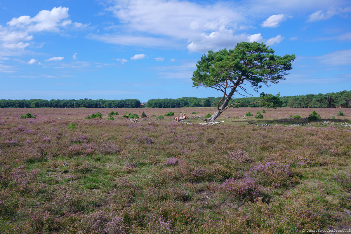 Bussumerheide en de Westerheide