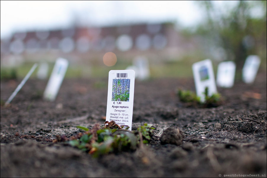 jonge aanplant