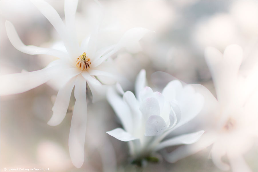 tuin