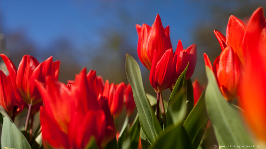 tulpenpaas