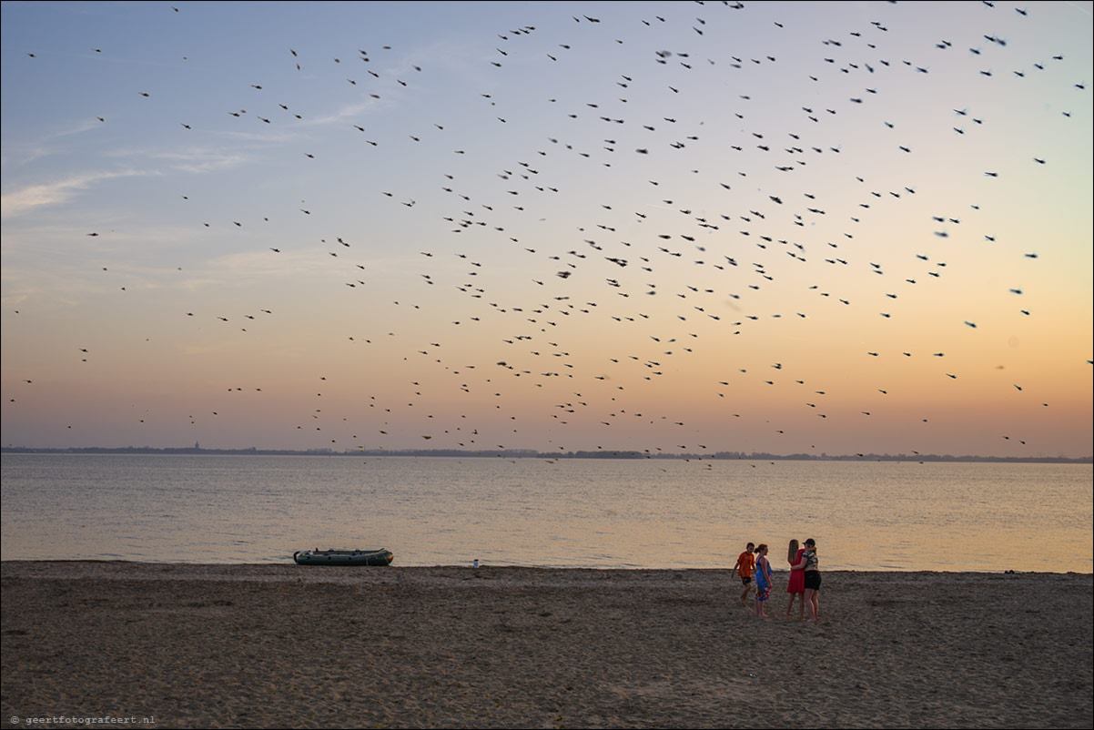 Gooimeer