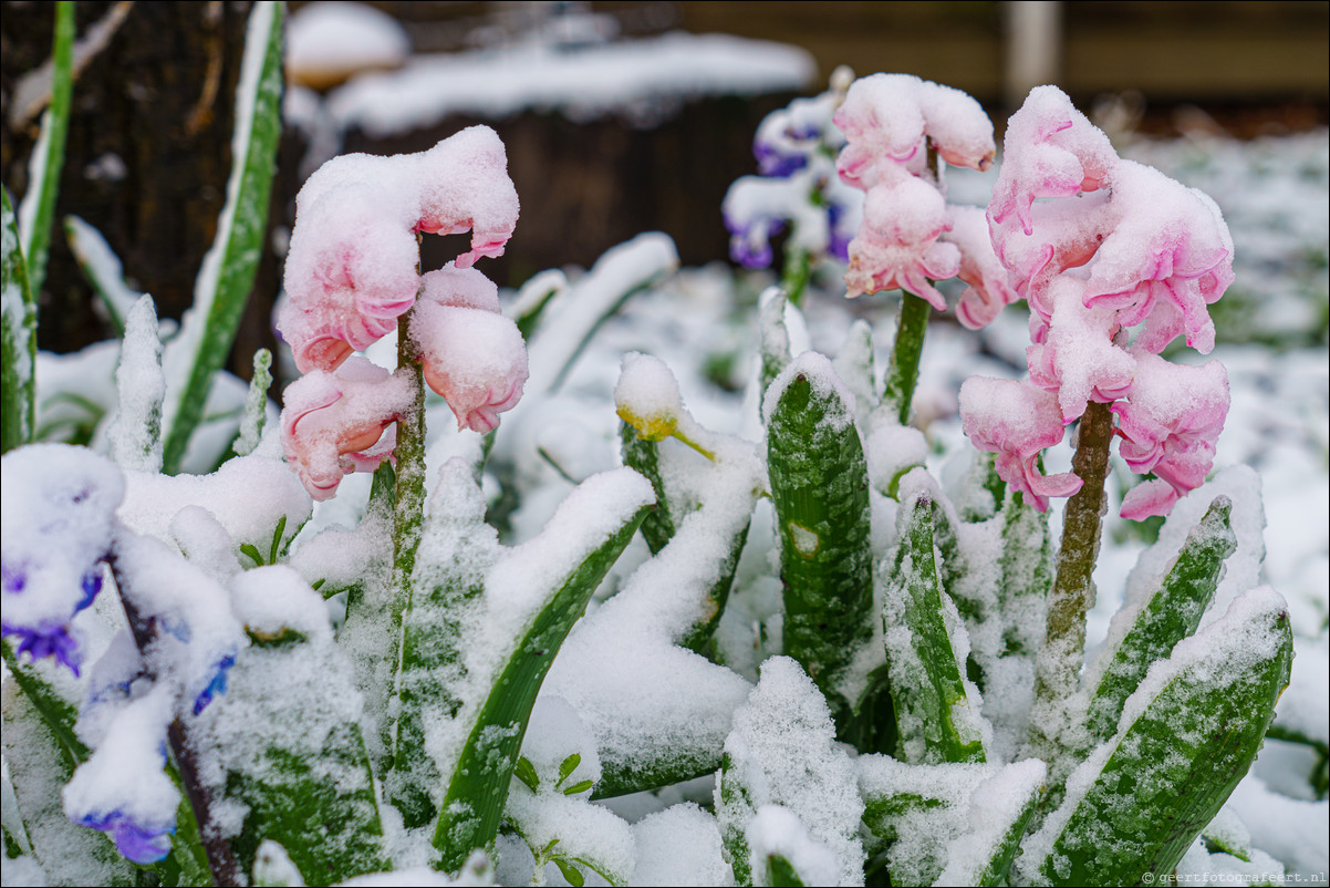 Lente Winter Almere