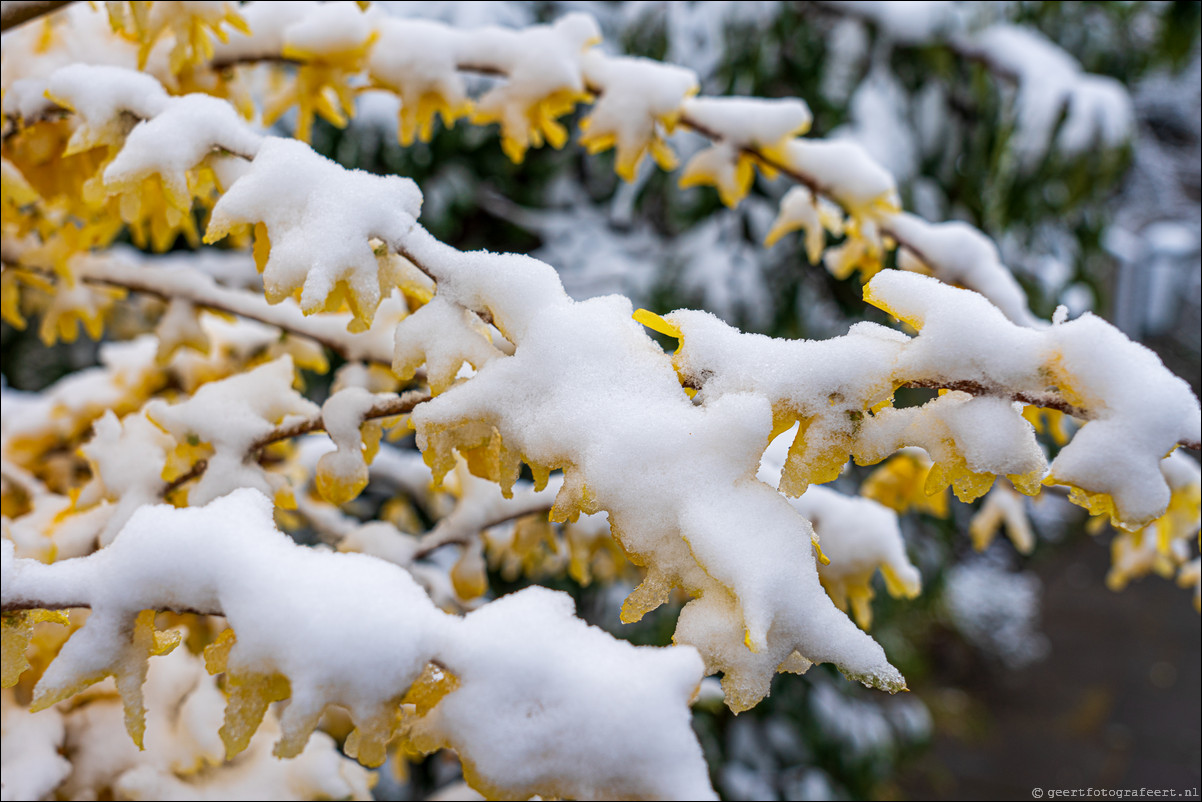 Lente Winter Almere