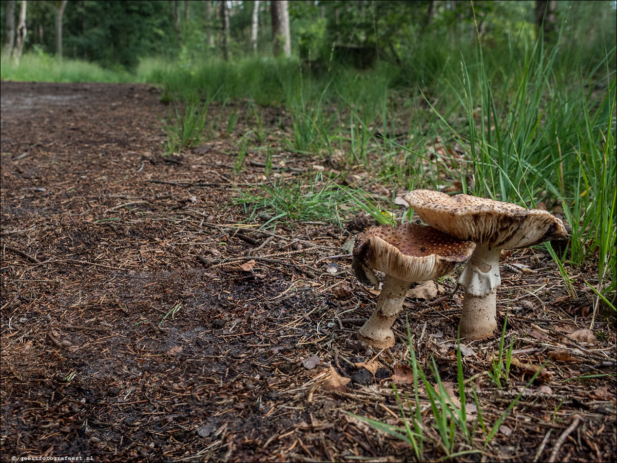 grenslandpad: esbeek - alpehn - chaam