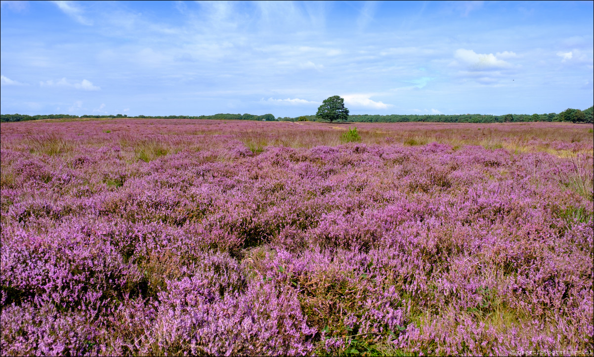 Bussumerheide