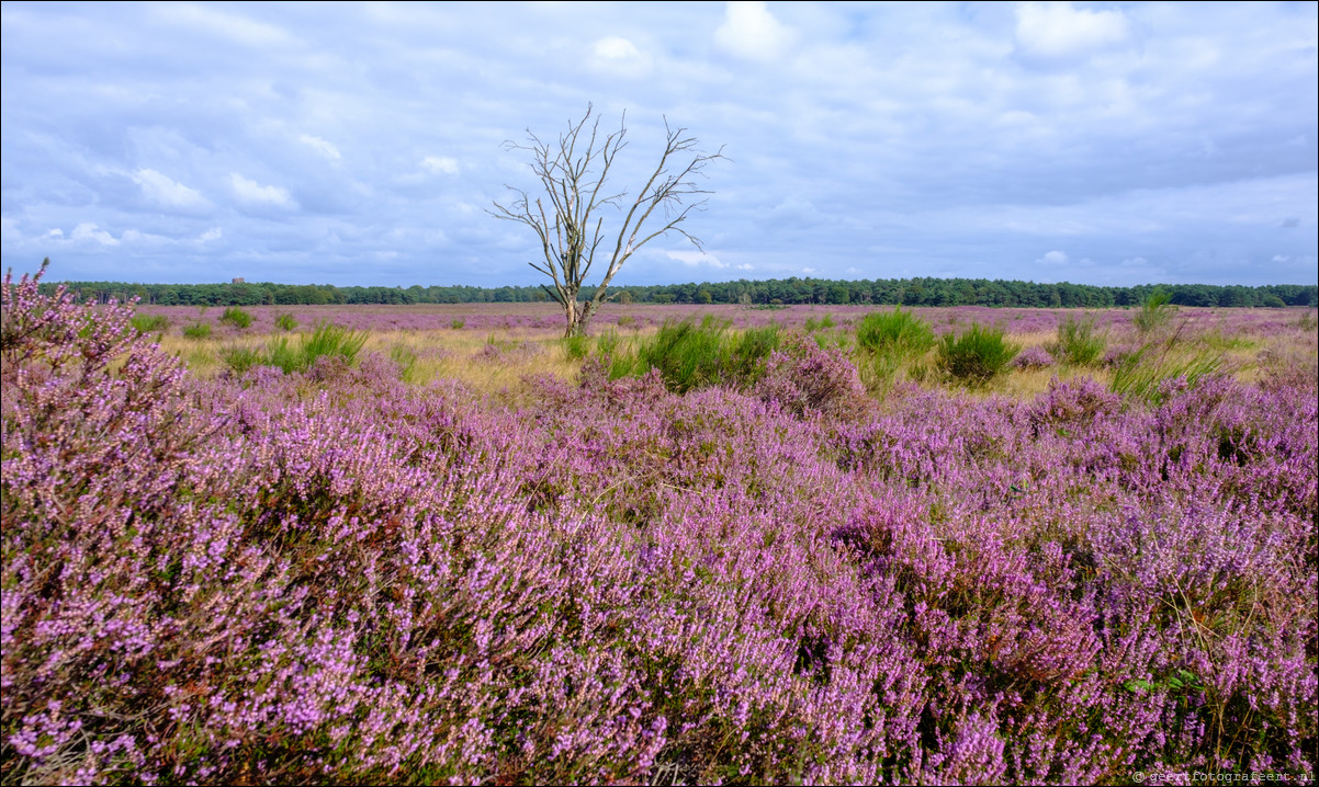 Westerheide