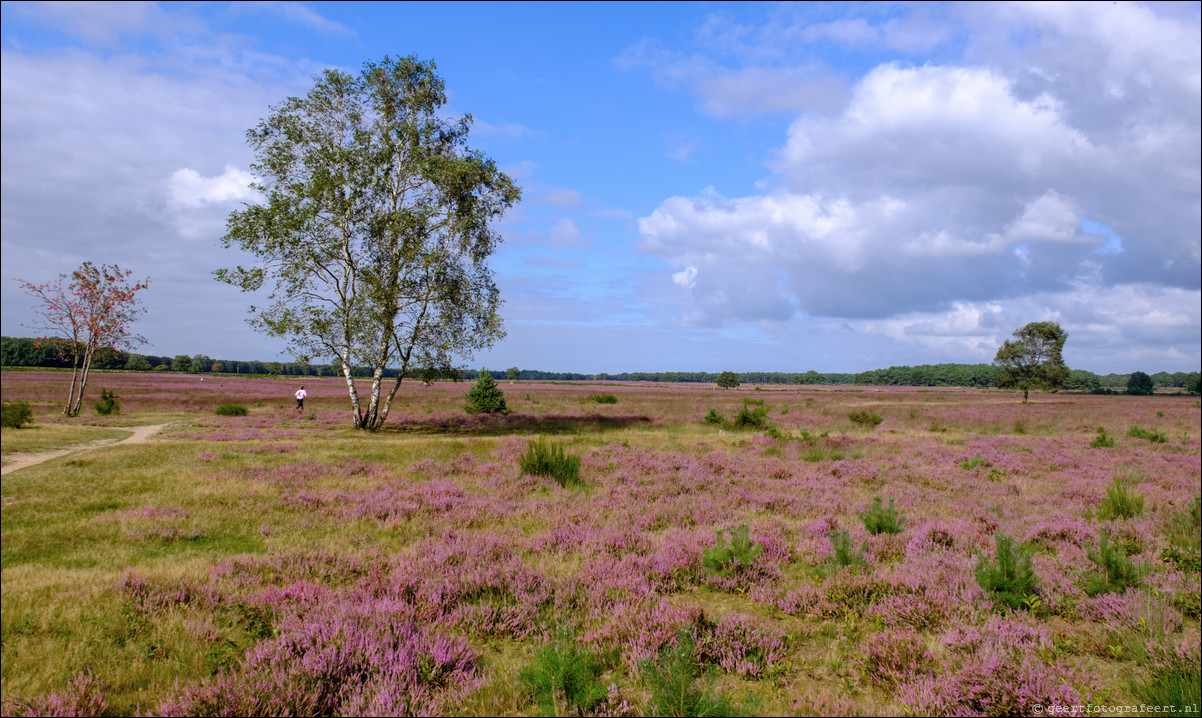 Westerheide