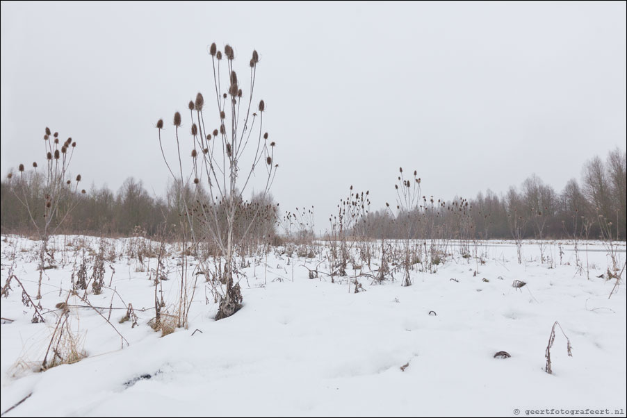 stille kern