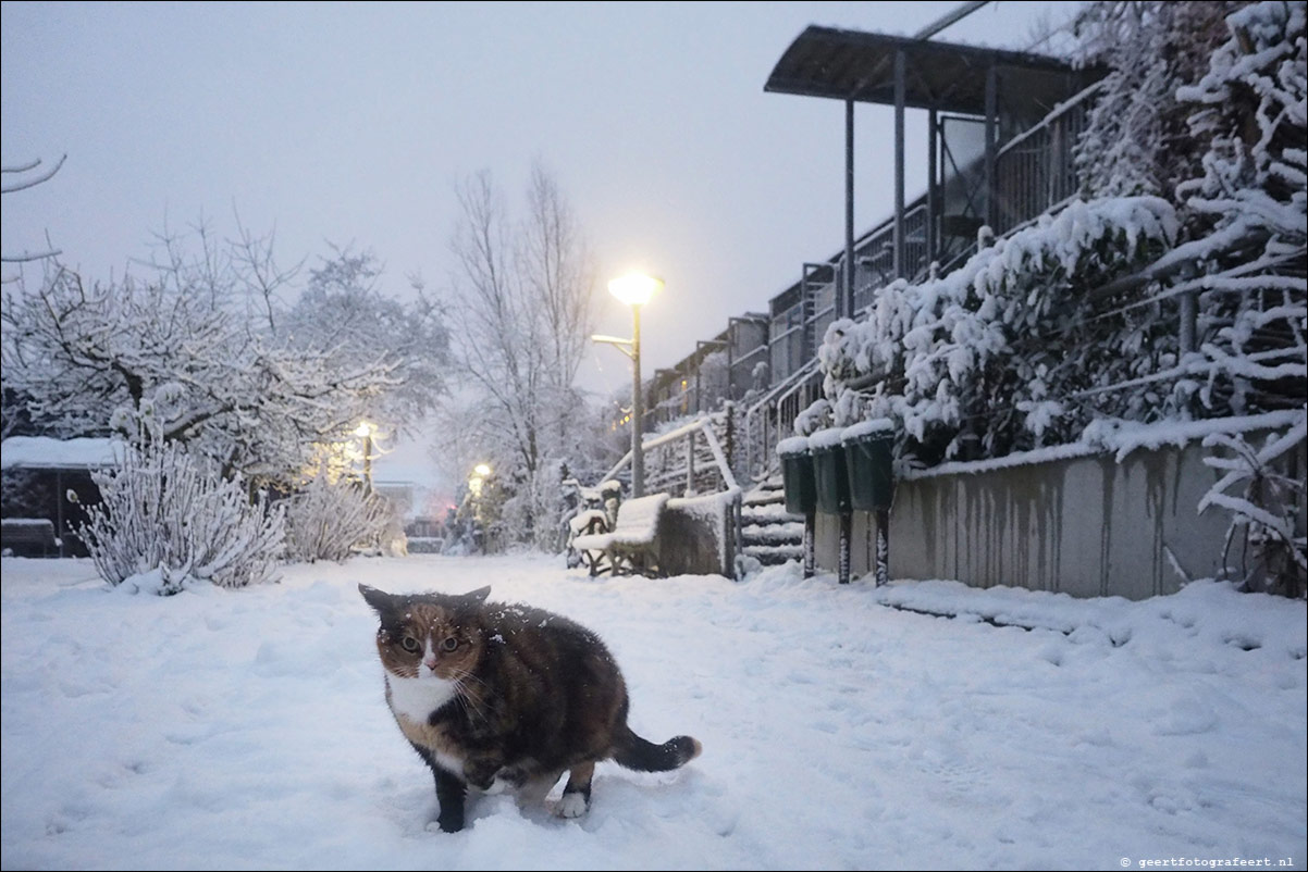 buurtkat