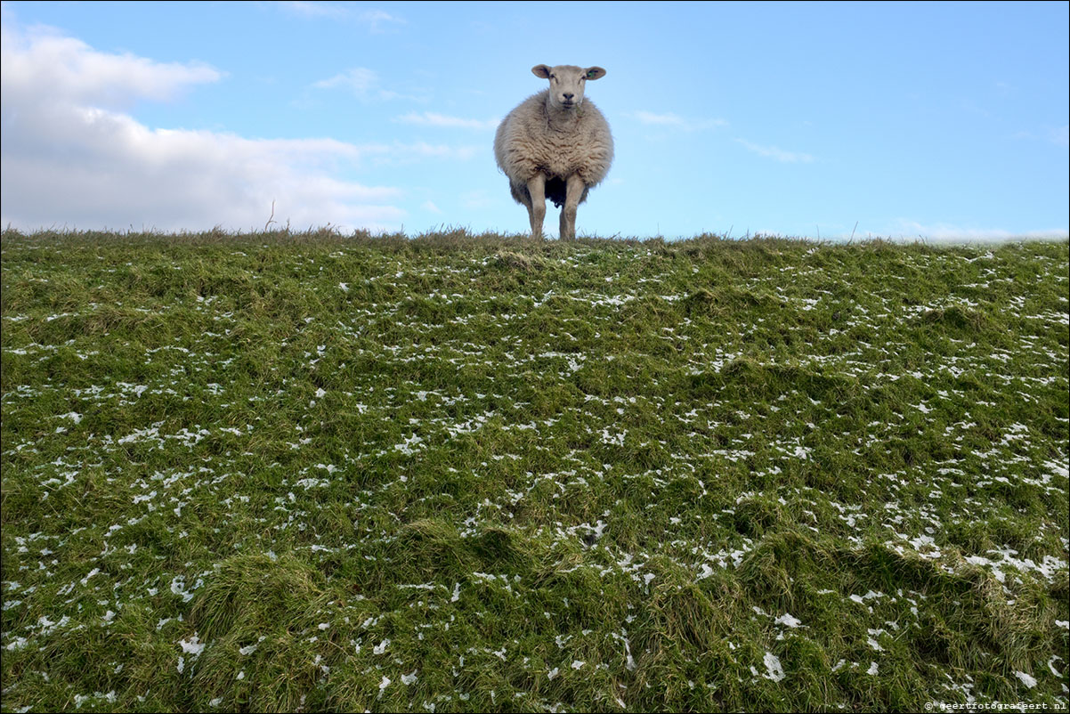 jaar van het schaap