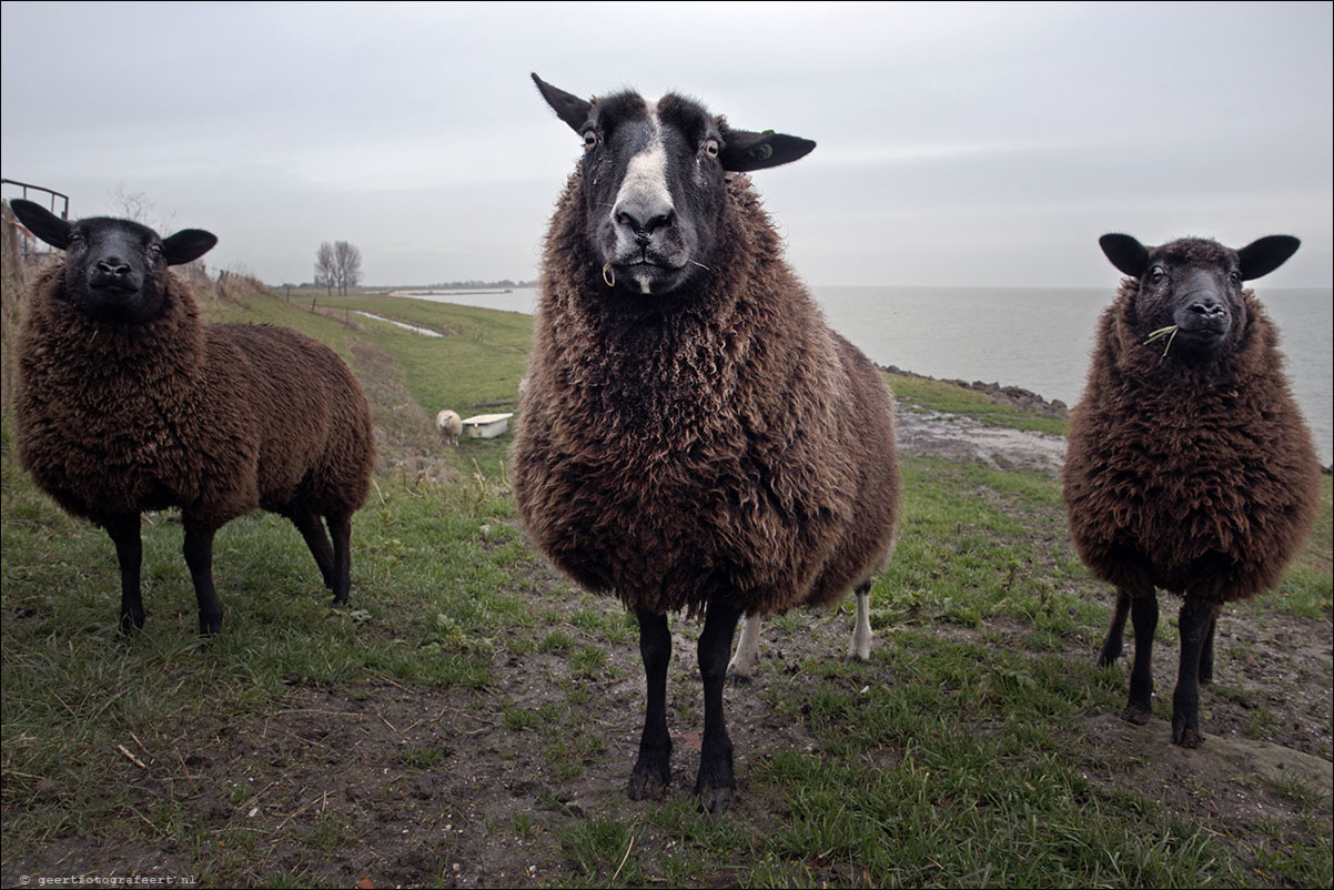 jaar van het schaap