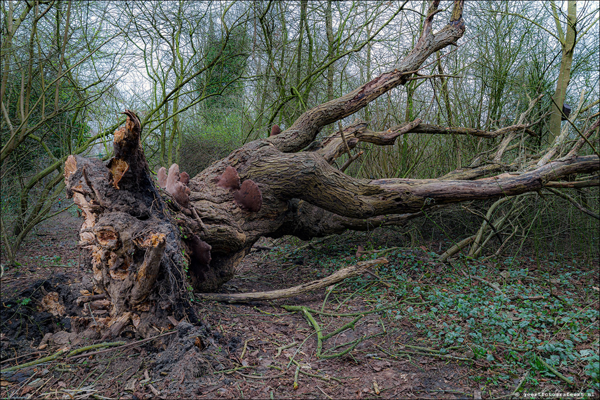 wilg Windbos Almere Haven Eunice