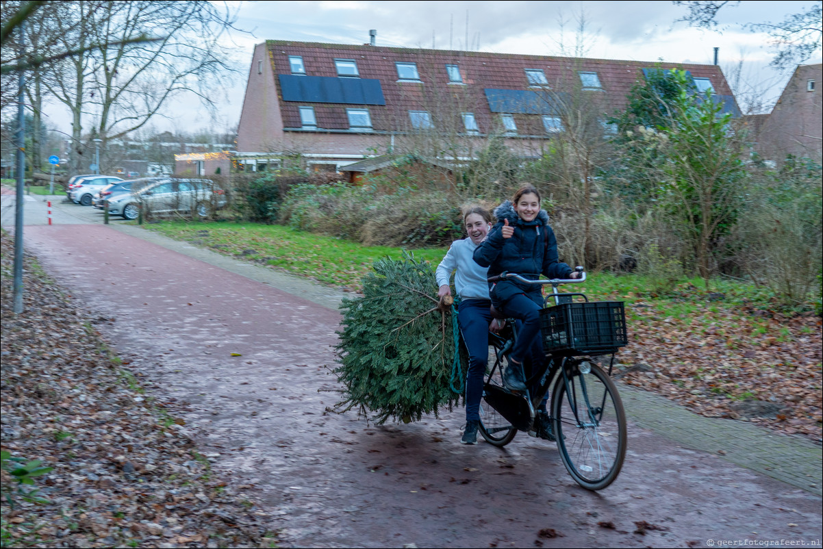 kerstbomen verzamelen