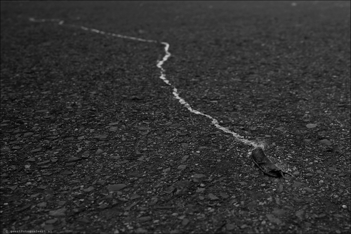 spoor