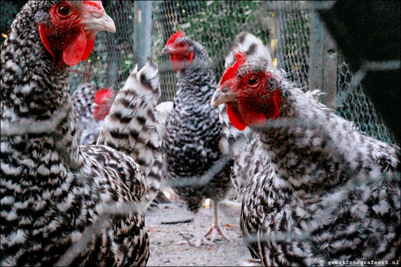 kip chicken