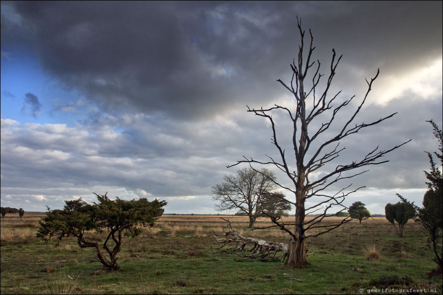 drentse bomen