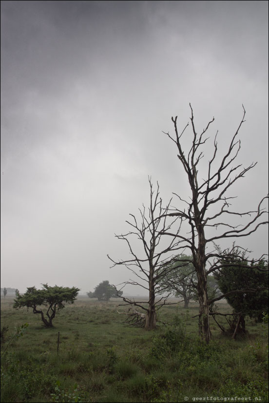 dwingelderveld
