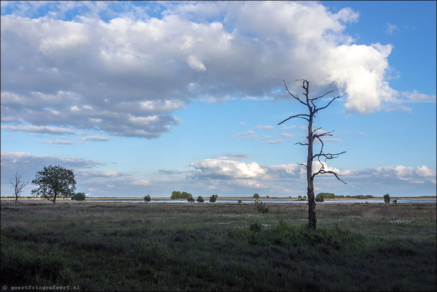 dwingelderveld