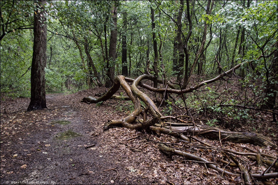 dwingelderveld