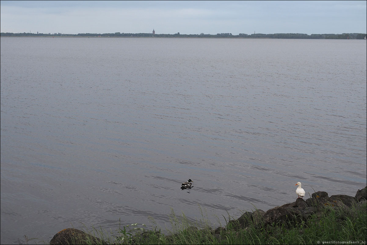 Gooimeer