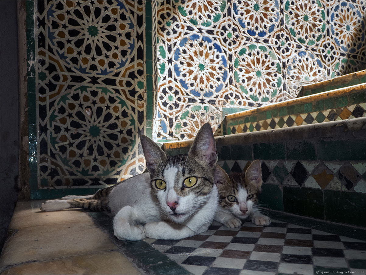 fez