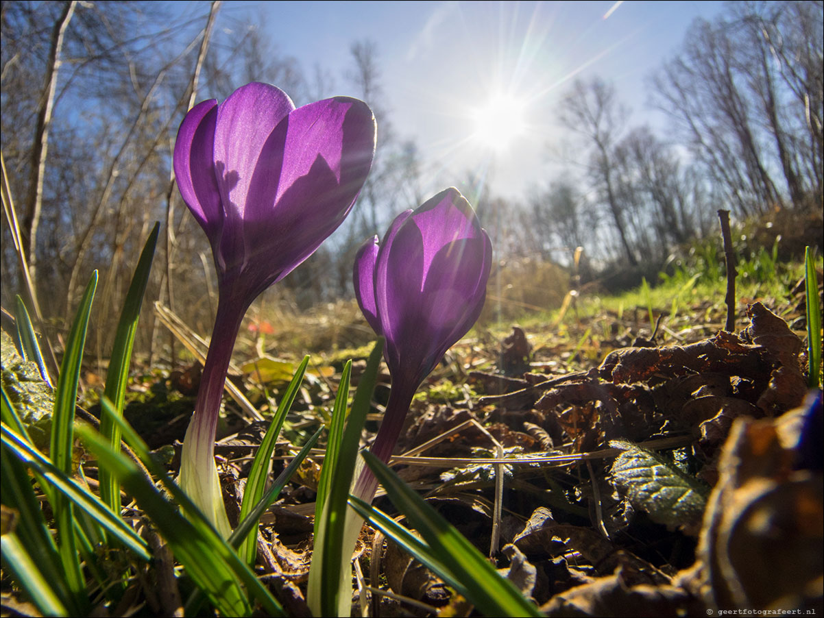 lente