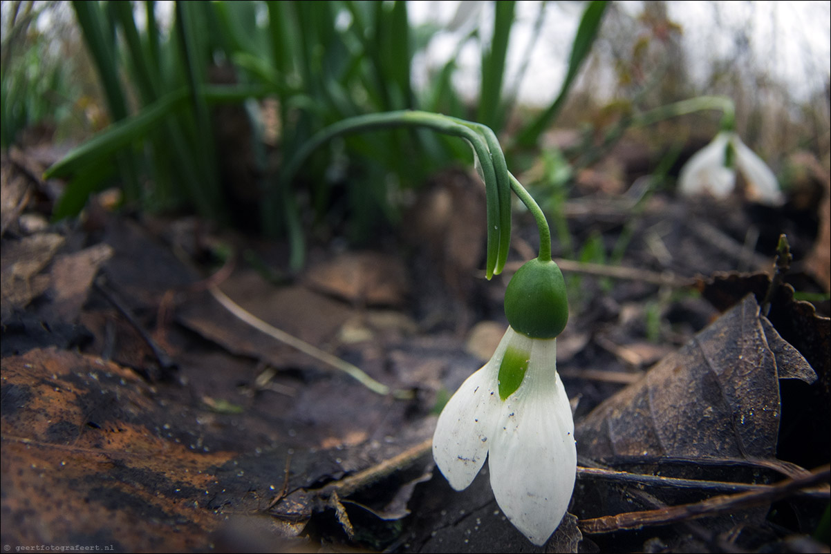 lente dip