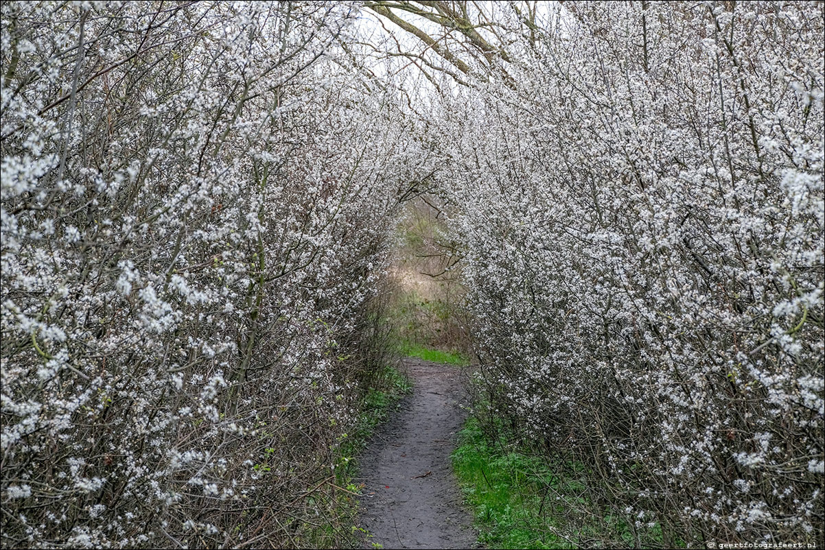 lente
