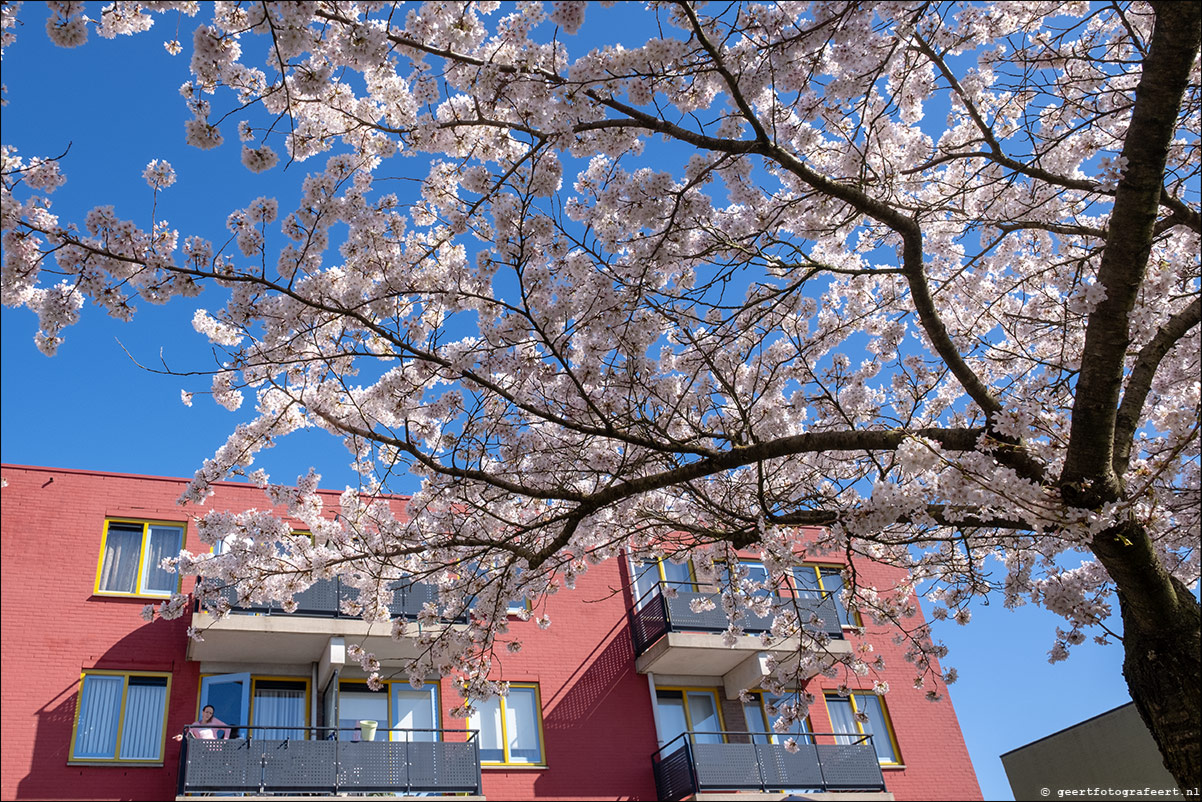 lente