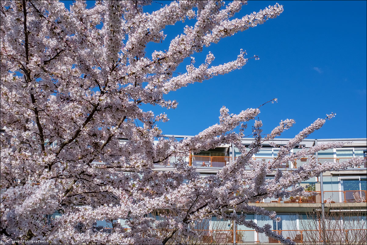 lente