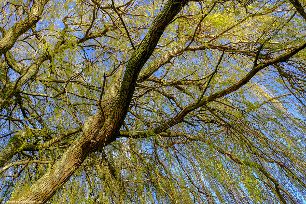 lente