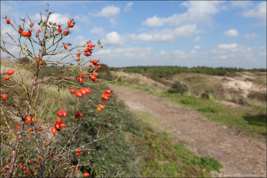 Noordhollands duinreservaat