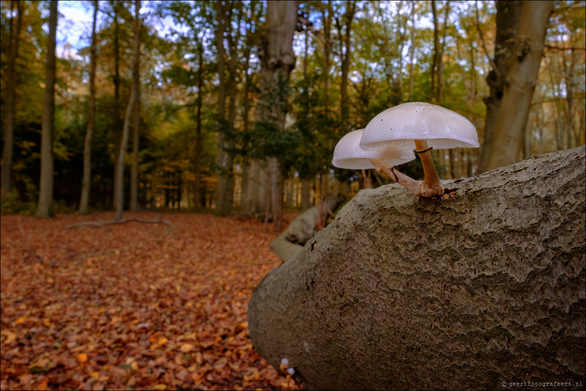 herfstwandeling Gooise Lusthoven